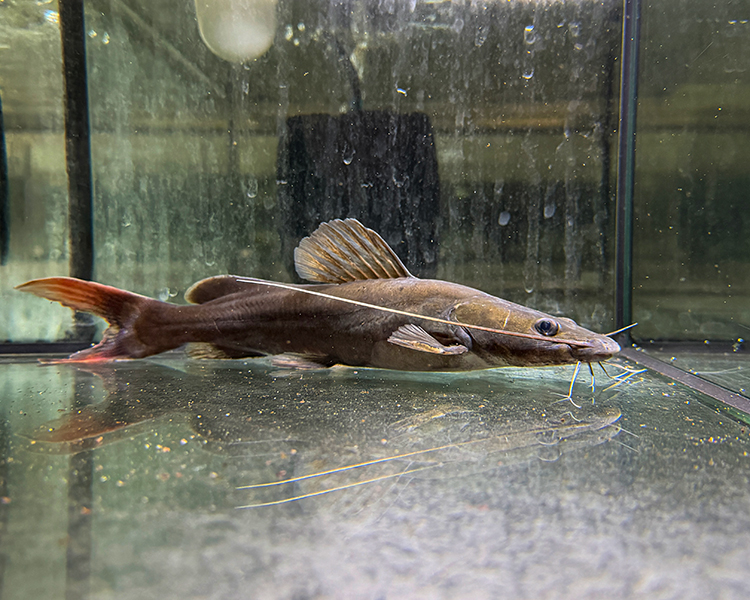 Win a 30cm Asian Red Tail Catfish! - Draw 8986